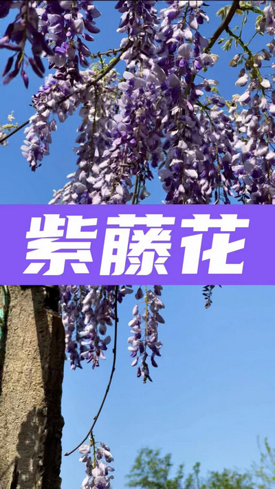 春有約，花不誤，陌上紫藤香如故。